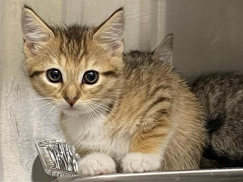 VALENTINA - Domestic Short Hair available for adoption