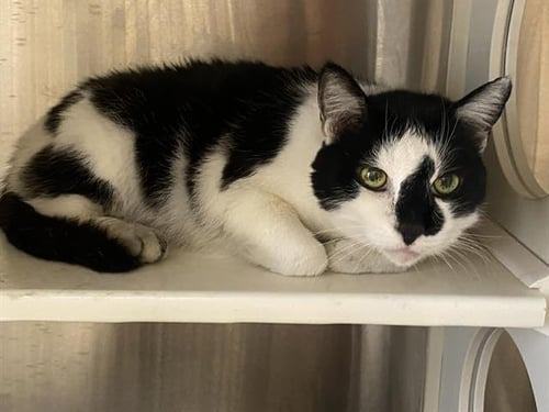PEPPER - Domestic Short Hair available for adoption