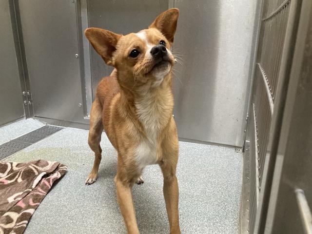 SIMON - Chihuahua available for adoption