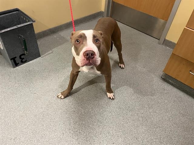 FROGGER - Pit Bull Terrier available for adoption