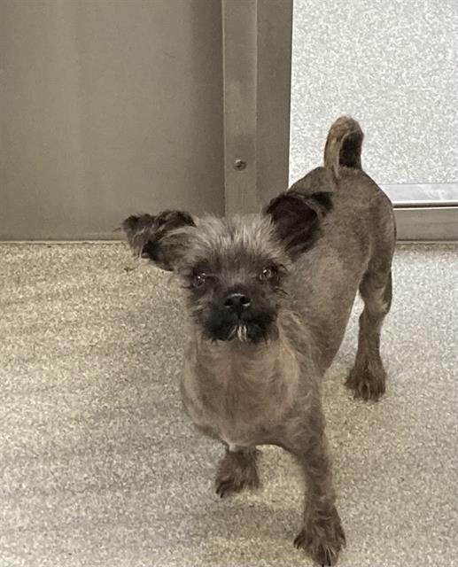 KATIA - Cairn Terrier available for adoption