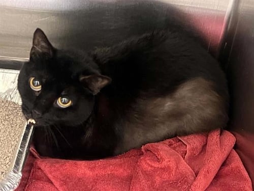 DROWZEE - Domestic Short Hair available for adoption
