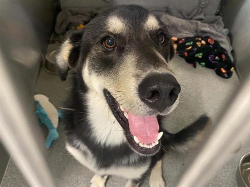 ROMAN - German Shepherd Dog / Australian Kelpie available for adoption