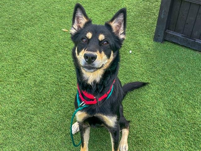 TINY TINA - Shiba Inu available for adoption