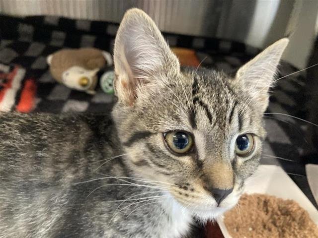 CHEETAH - Domestic Short Hair available for adoption