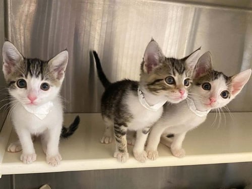 ATHENA - Domestic Short Hair available for adoption
