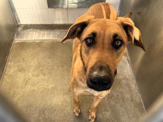 CHARLI - Belgian Shepherd Malinois available for adoption