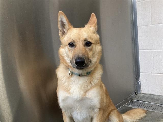 ROCKET - German Shepherd Dog / Cardigan Welsh Corgi available for adoption