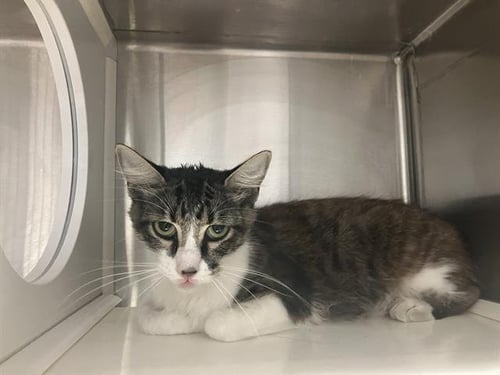 EVERDEEN - Domestic Short Hair available for adoption