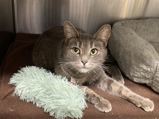 NATALIA - Domestic Short Hair available for adoption