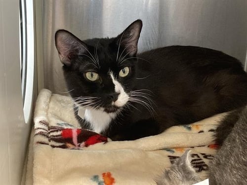 KATIE - Domestic Short Hair available for adoption
