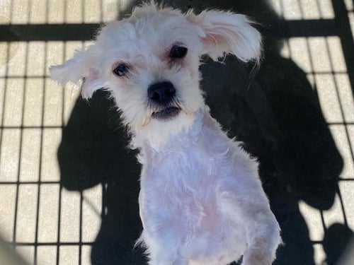 SANDY - Shih Tzu / Poodle (Miniature) available for adoption