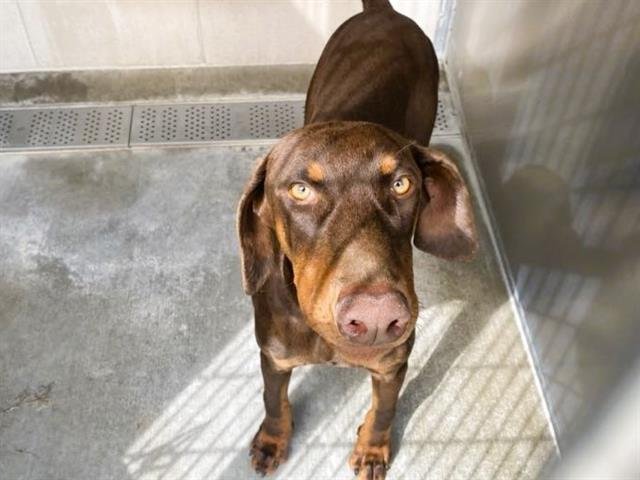 BRUNO - Doberman Pinscher available for adoption