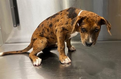 ARYA - Catahoula Leopard Dog / Labrador Retriever available for adoption