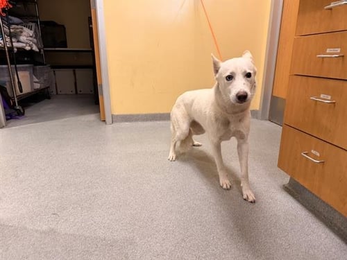 KAIRI - Siberian Husky available for adoption