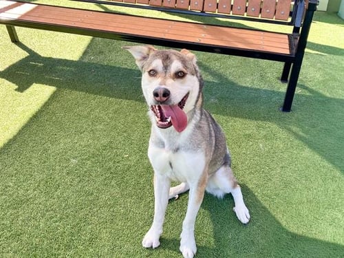 GIZMO - Siberian Husky available for adoption