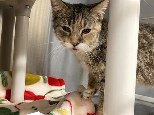 AGATHA - Domestic Short Hair available for adoption