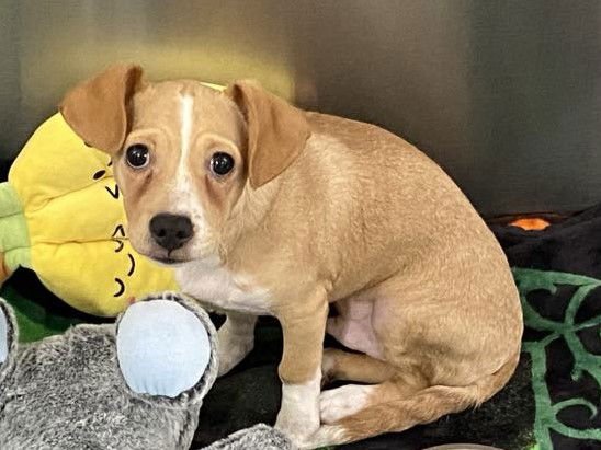 COPPER - Chihuahua available for adoption