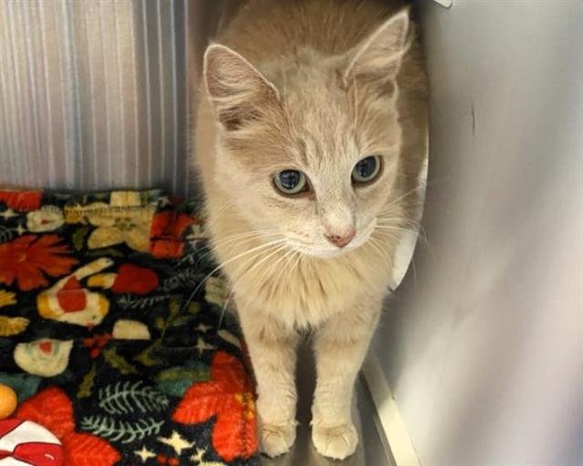 ANGIE - Domestic Medium Hair available for adoption