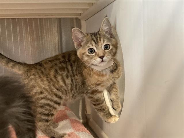 ROBIN - Domestic Short Hair available for adoption