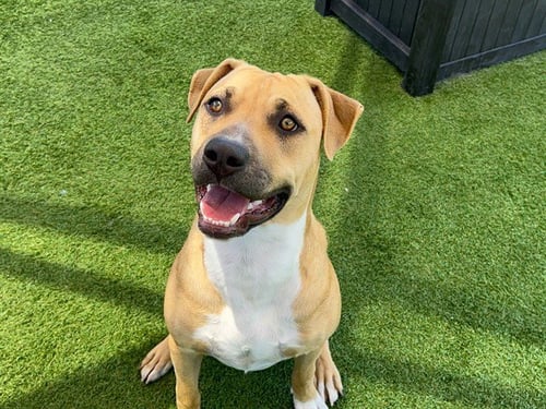 MACHOP - Pit Bull Terrier available for adoption