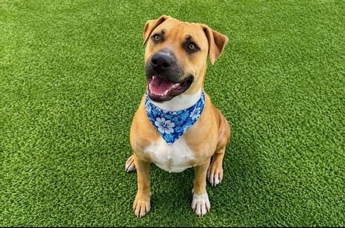 MACHOP - Pit Bull Terrier available for adoption