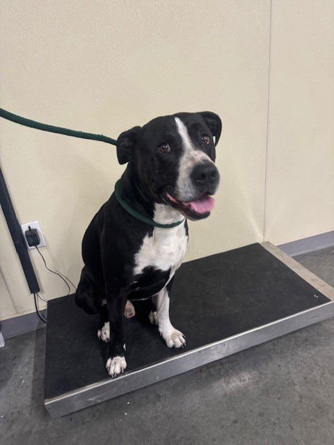 SNAPE - Pit Bull Terrier / Great Dane available for adoption