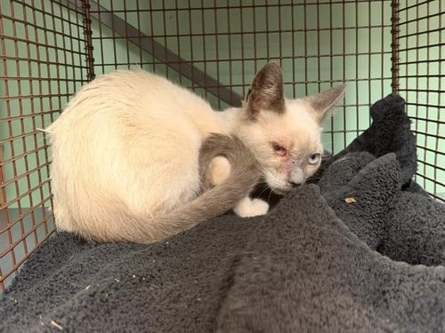 CLEFAIRY - Siamese available for adoption