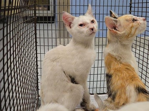 CHRISTIAN - Domestic Short Hair available for adoption