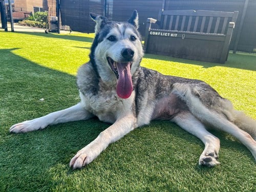 EIZA - Siberian Husky available for adoption