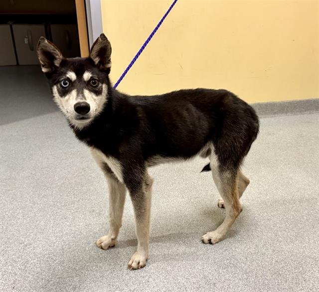 BRANDON - Alaskan Klee Kai available for adoption