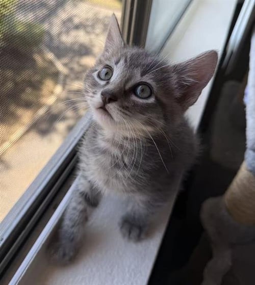 XIXI - Domestic Short Hair available for adoption