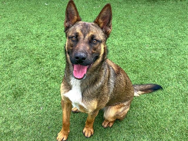 VEGA - Belgian Shepherd Malinois available for adoption