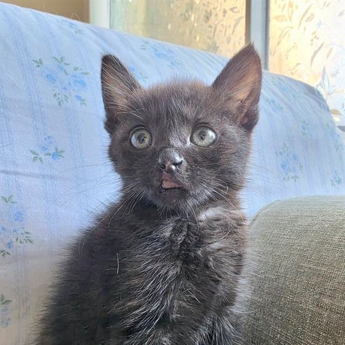 MUSE - Domestic Short Hair available for adoption