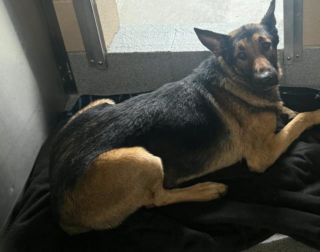 RENNY - German Shepherd Dog available for adoption