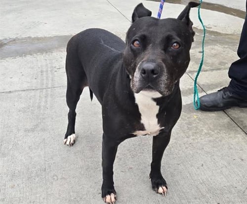 NINA - Pit Bull Terrier available for adoption