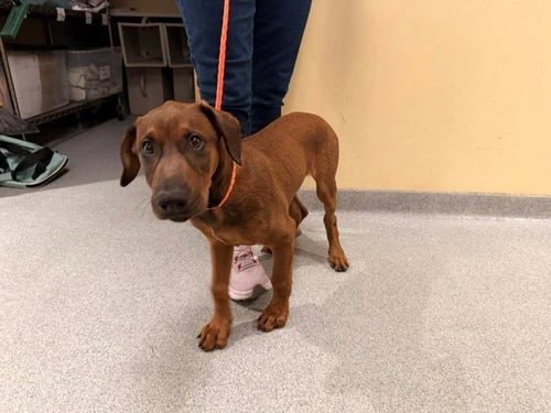 KEN - Doberman Pinscher available for adoption