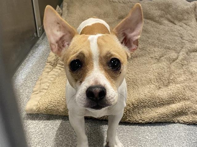 GIO - Chihuahua available for adoption