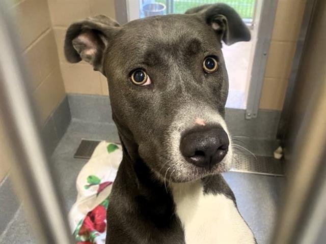 SYDNEY - Pit Bull Terrier available for adoption