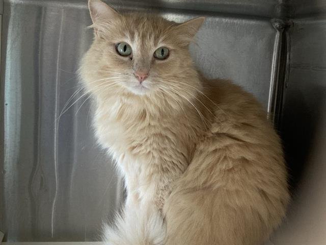 GEORGIE - Domestic Long Hair available for adoption