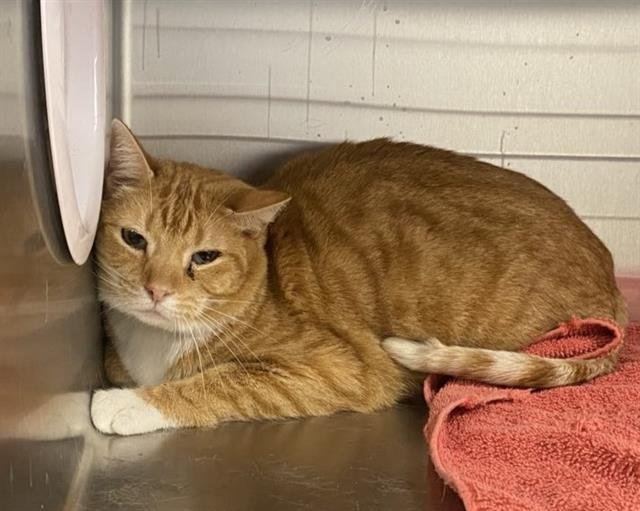 PETER PAWKER - Domestic Short Hair available for adoption