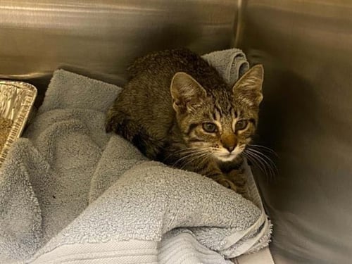 HOPPY - Domestic Short Hair available for adoption