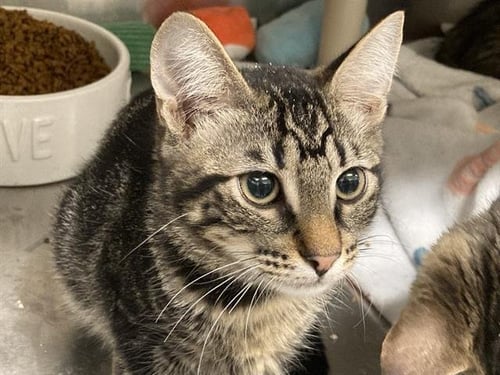 HAMSTER - Domestic Short Hair available for adoption