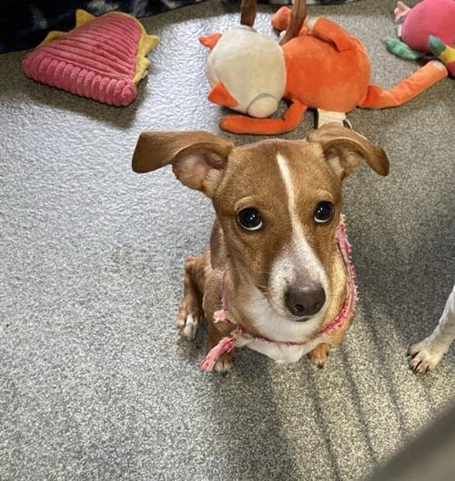 BONNIE - Chihuahua available for adoption