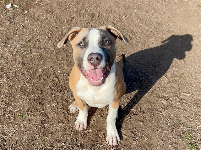 DAWSON - Pit Bull Terrier available for adoption