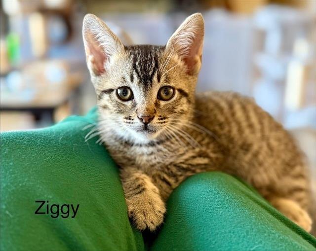 ZIGGY Image