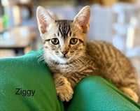 ZIGGY - Photo 1
