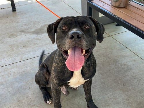 KONG - Pit Bull Terrier / Labrador Retriever available for adoption