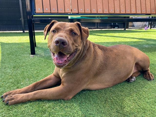 REMMICK - Pit Bull Terrier / Labrador Retriever available for adoption