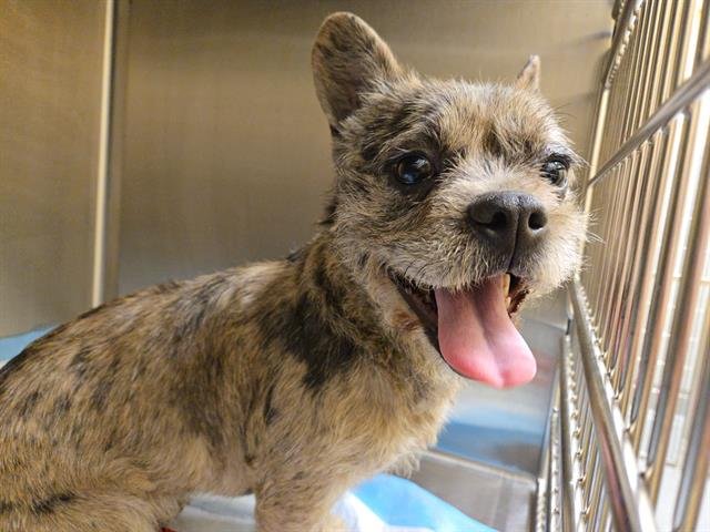 BROOKLYN BABY - French Bulldog / Cairn Terrier available for adoption